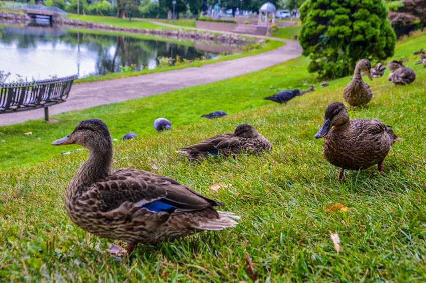 A group of American black ducks enjoy a cool day expecting rain, at Wentworth Park in Sydney. JESSICA SMITH/CAPE BRETON POST - Jessica Smith