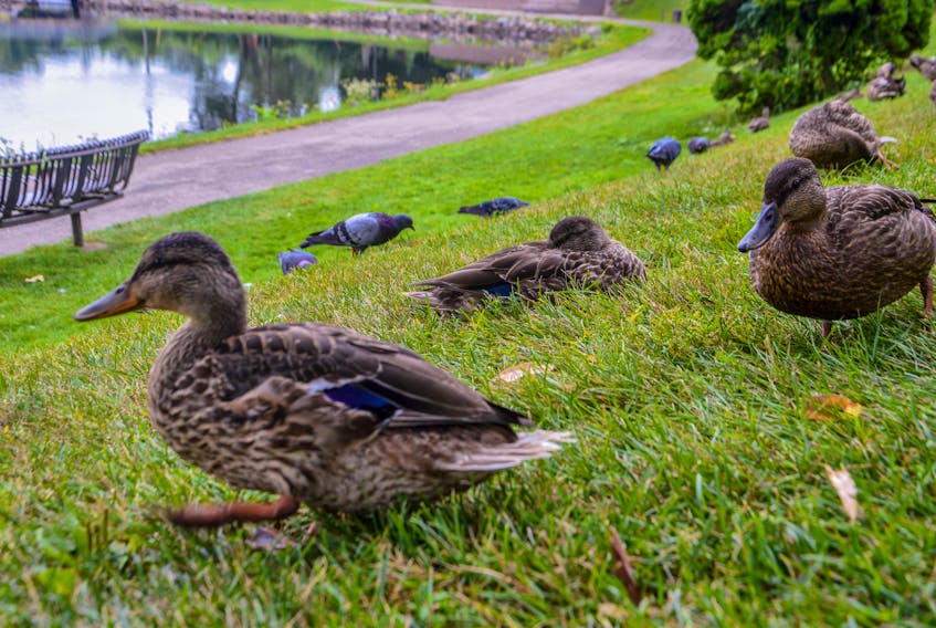 A group of American black ducks enjoy a cool day expecting rain, at Wentworth Park in Sydney. JESSICA SMITH/CAPE BRETON POST