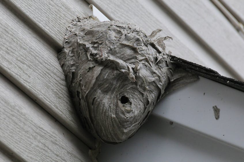 A wasp's nest spotted this week on a St. John's home. — Joe Gibbons/The Telegram