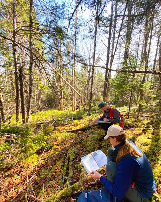 Workers use the Nova Scotia Forest Ecosystem Classification to help inform good forestry management decisions in Queens. - Photo Courtesy Jennika Hunsinger.