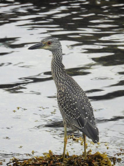 Michelle Hamelin lives in Fourchu, Cape Breton, and walks the shore road every day. Earlier this month Michelle spotted this beautiful and rare immature, Yellow-Crowned Night Heron near a fisherman's wharf. She is correct when she says: "How fortunate are we to enjoy that species here."