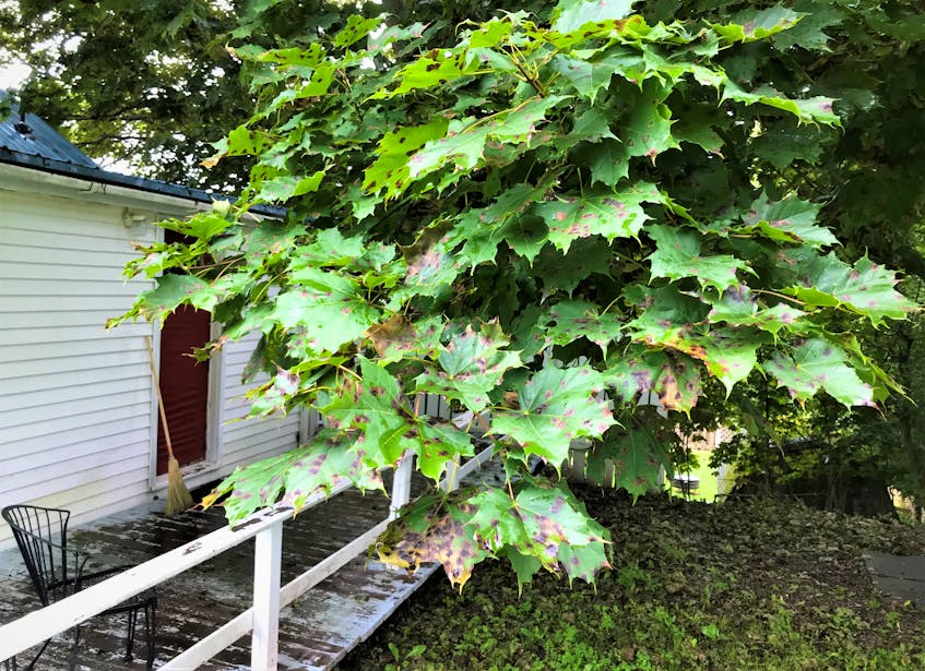A close-up look of affected leaves on Norway maple on Hillcrest Street in Truro. - Richard MacKenzie