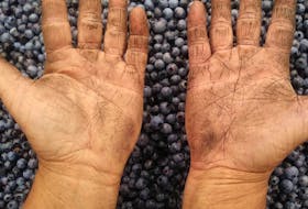 Blueberry producers have been working away in the heat to pick wild blueberries. This picture comes from hands at Red Mountain Farm outside Bass River, N.S.