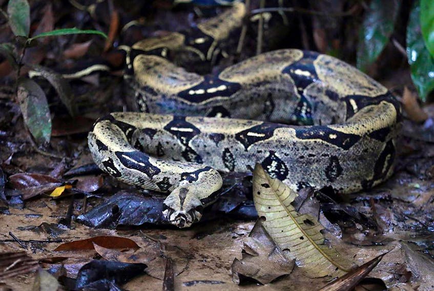 File photo of a Colombian boa constrictor in a nature reserve.