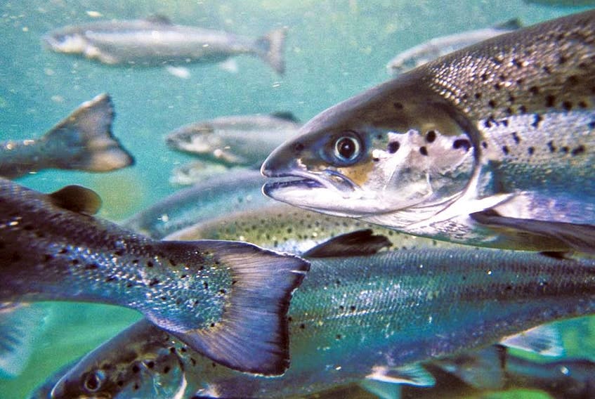 Farmed Atlantic salmon. The salmon being culled by Greig Seafoods are parr sized, about 10 inches long.