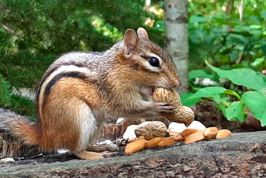 Debby Chipman spotted this little chipmunk in Shubenacadie and said he was willing to pose for photos as long as she kept giving him peanuts. Debby is welcoming the cooler weather at night, adding last week was too hot. She said she saw birds sharing a puddle to keep cool. Thanks for the photo Debby and don’t forget winter is not that far away.
