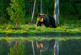 Do you know what to do if you encounter a bear or other wildlife while out on a hike or camping? Sarah Poko asked an animal safety expert for advice.