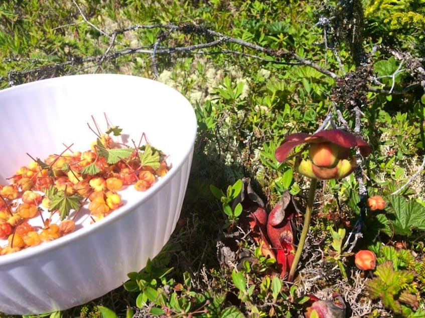 “If you're driving along and you see pitcher plants, there’s almost always bakeapples there;” says Bonita Hussey.  - Submitted