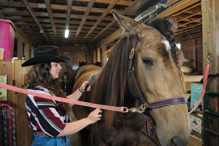 Spirit Horse-Stable Life volunteer Lauren Penney, brushes the mane of Alaska, an eight-year-old Clydesdale-Morgan cross at the stables on Saturday before taking her outdoors for children’s rides in the outside paddock area. - Joe Gibbons/The Telegram