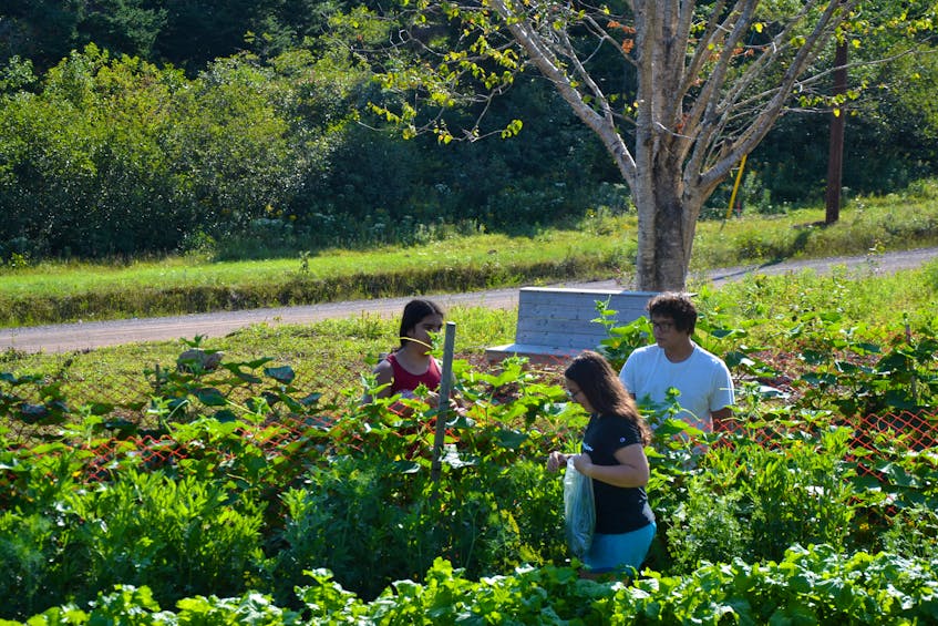 Summer students gather ripe vegetables in the outdoor garden in Potlotek First Nation. ARDELLE REYNOLDS/CAPE BRETON POST