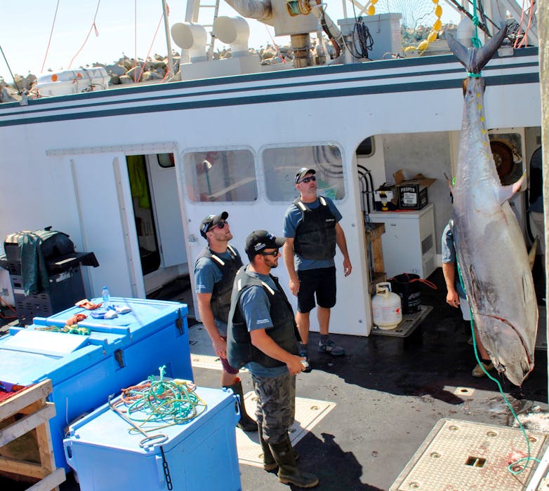 
A bluefin tuna is offloaded from the Jordyn & Hailey during the Wedgeport Tournament and Festival weigh-in on Aug. 21. KATHY JOHNSON
 - Kathy Johnson