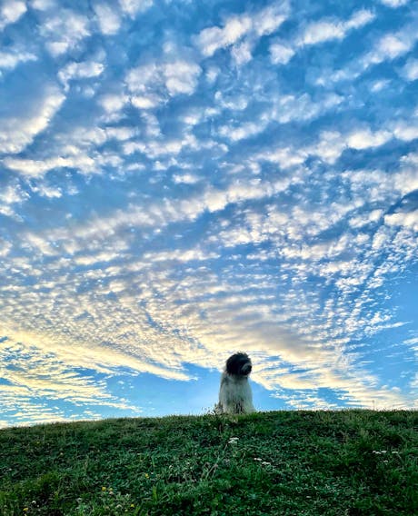 Linda Wozniak sent this photo of a beautiful sky and her beautiful Polish Lowland Sheepdog, Wojtek, acting as her model. Lisa says she took the photo on one of her early morning walks in Goodwood, N.S. near Halifax with Wojtek. She said the clouds were amazing.
