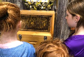 Visitors to Wood'n'Hive Honey watch bees in an observation hive. 