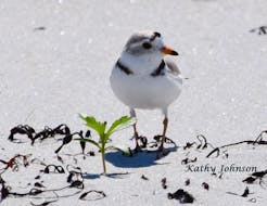Shelburne County beaches are home to more than half the population of the endangered Piping Plovers that nest each year in the province. KATHY JOHNSON