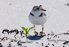 Shelburne County beaches are home to more than half the population of the endangered Piping Plovers that nest each year in the province. KATHY JOHNSON