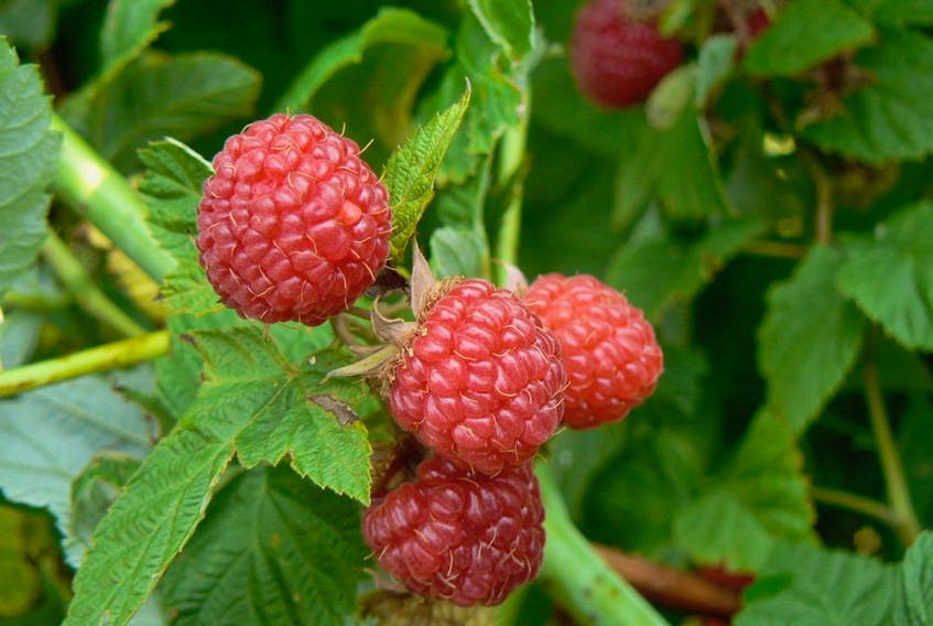 There are two types of raspberries:  summer-bearing and everbearing.                                             