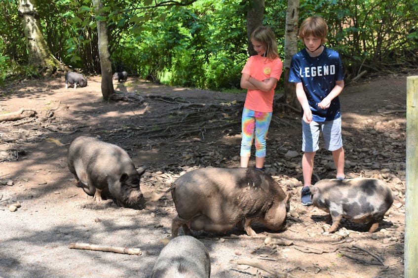 Jordan and Kyah Stewart, visiting the area with their family from Cranbrook, B.C., feed the potbelly pigs at That Dutchman’s Farm Animal and Nature Park in Upper Economy. Despite vandalism a couple of nights earlier, the park never missed a day of operation. - Richard MacKenzie