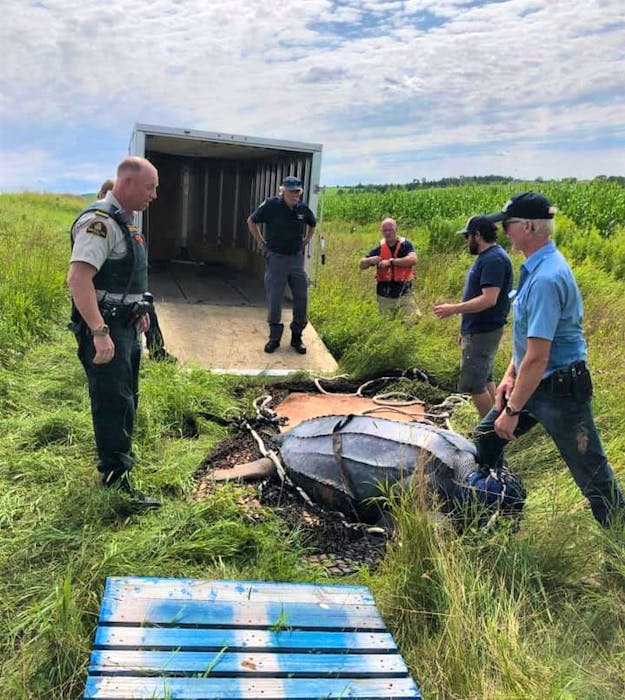The leatherback sea turtle is moved into a Department of Fisheries and Oceans trailer by rescuers after being airlifted off the mudflats of the Shubenacadie River. - Contributed