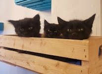 A trio of black kittens look down at customers at the Mad Catter Café in St. John's, NL. The café has many repeat customers who enjoy coming in to play with the cats.