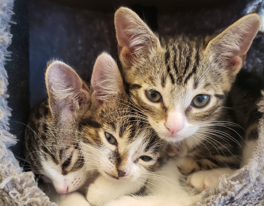 The Mad Catter Café in St. John’s teams up with the local SPCA to showcase cats that need homes while giving customers the opportunity to spend time with feline friends. — Contributed