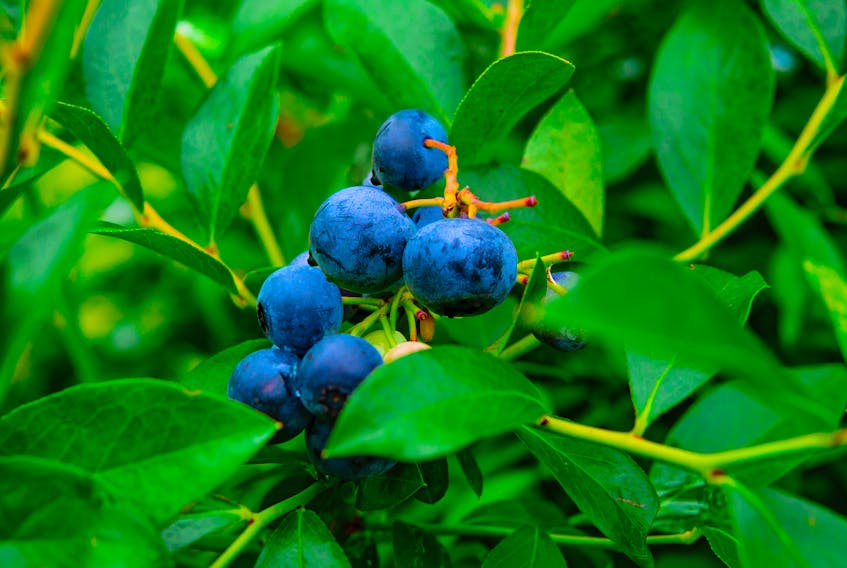 P.E.I. Marketing Council will conduct a mail-in ballot plebiscite for wild blueberry growers to test levels of support towards creating a commodity board.
