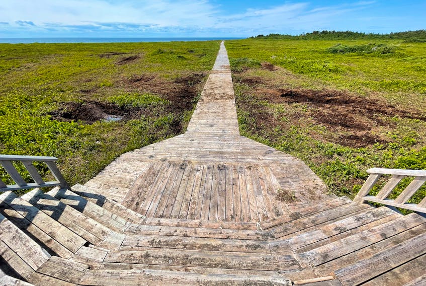 Pamela Atkinson was walking along the Black Marsh Trail in Tignish when she saw ruts in the ground where people had driven through on their ATVs last fall.