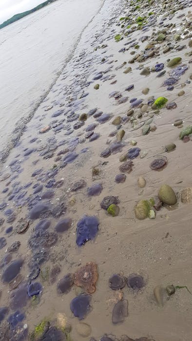 Tanya Bugden recently took a photo of thousands of jellyfish washed up along Mira Gut beach. Contributed

 - Saltwire network