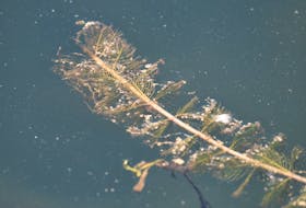 The Nature Conservancy of Canada said boaters on P.E.I. should clean, drain and dry boats and boating gear to protect against strands of water milfoil.