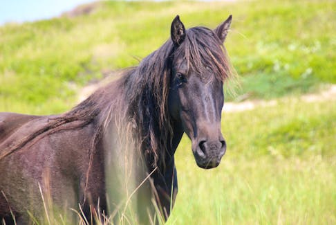 A wild Sable Island horse watches visitors curiously.