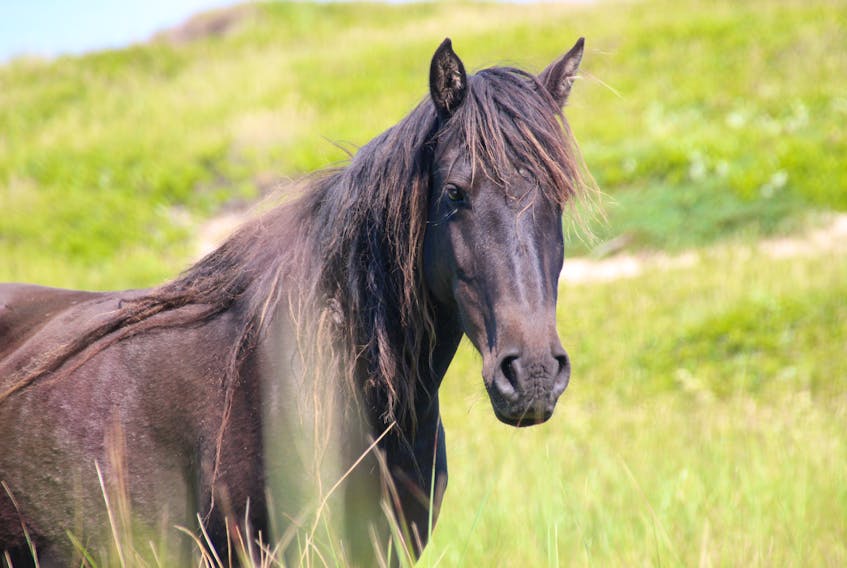 A wild Sable Island horse watches visitors curiously.