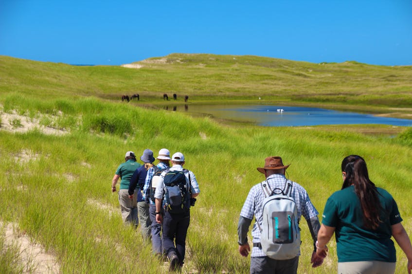 Visitors hike to the first pond at Sable Island. Some of the famed Sable Island horses can be seen in the distance. - Darcy Rhyno