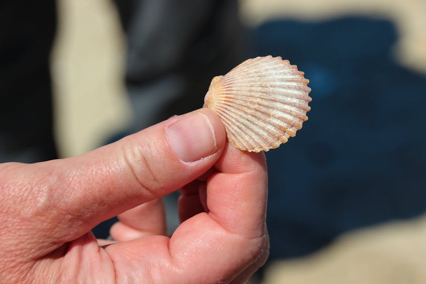 This bay scallop - no longer found in the water around Sable Island - could be a thousand years old. - Darcy Rhyno