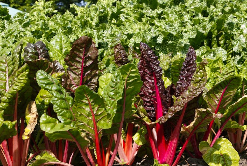 There are many interesting uses for the long, thick stems of Swiss chard.