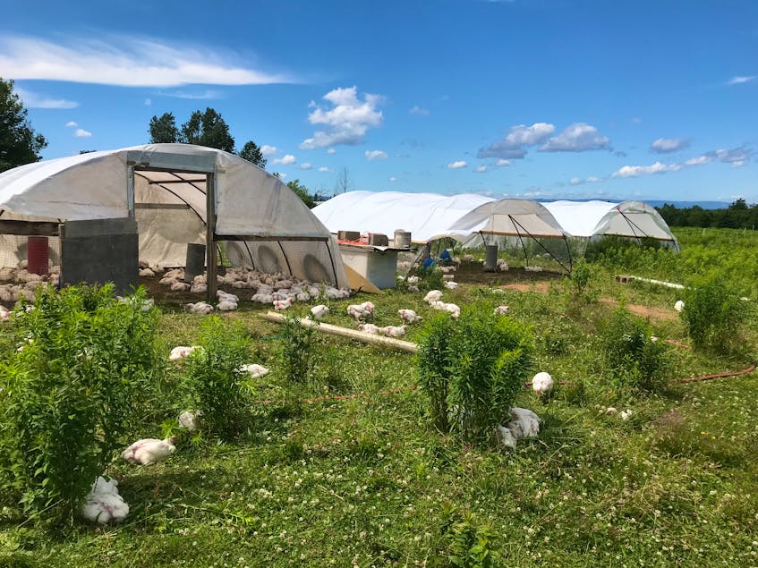 Estelle and Tim Levangie own and operate Thyme for Ewe Farms in Millvale, Cape Breton. The farm has vegetables and herbs, free-range chicken (as seen in picture), pigs and cows, and certified organic gardens. - Contributed