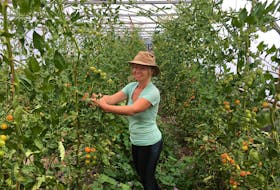 Estelle Levangie tends to tomato plants in the Thyme for Ewe greenhouse. The Cape Breton farmer says there's a disconnect between the public, crop seasons and farming.
