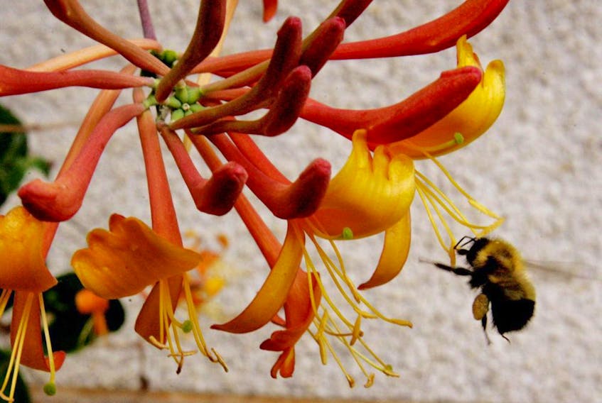  A honeysuckle blossom attracts bees in Edmonton.