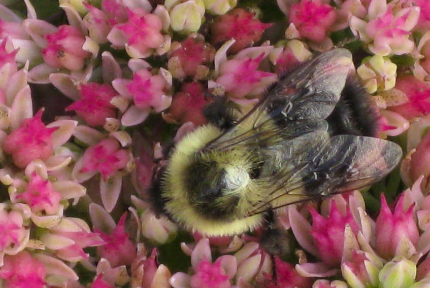 Diane Bacon sent this photo of a bee gathering pollen from flowers in her Upper Nappan, N.S. yard. She said it was a busy bee before Larry arrived. Nova Scotia, for the most part sat out Larry as it aimed at Newfoundland’s Avalon Peninsula.
