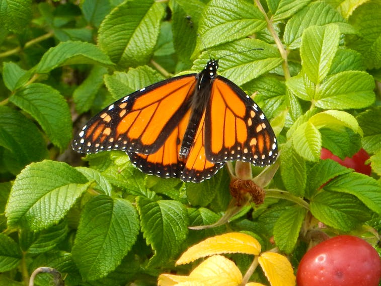 What a beauty.  Peter G. Wells was hiking a rough, coastal trail on the unpopulated backside of Brier Island, N.S., when he spotted the monarch sitting on a rosebush. It was a sunny morning; Peter saw grey seals and seabirds, but this little guy (gal) caught his full attention. Peter reminds us that the monarchs are now migrating southwest across the Gulf of Maine; quite a feat for such a small creature and one of nature's truly amazing events.