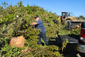 St. John’s resident John Morgan unloads branches, knocked down by hurricane Larry at his east-end property, at a drop-off site set up at Quidi Vidi Lake by the City of St. John’s, on Saturday morning, Sept. 11. JOE GIBBONS • THE TELEGRAM