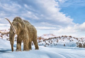 A new startup says it's ready and willing to spend $15 million US on the Jurassic Park-style endeavor of reviving a long-dead woolly mammoth in the hopes of one day restoring it to the tundra regions where it once freely roamed.