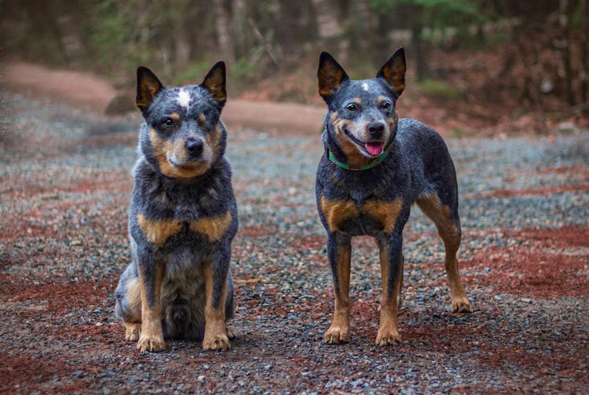 Cindy Cavanagh has plenty of advice for dog owners who are worried about leaving their dogs home alone after spending lots of one-on-one time together while working from home during the pandemic. Pictured here are her dogs, Billie and Joey.
