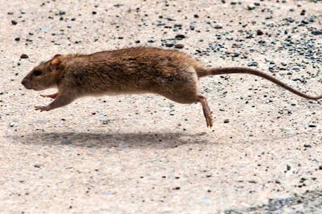 How climate change could lead to a St. John's 'rat explosion'