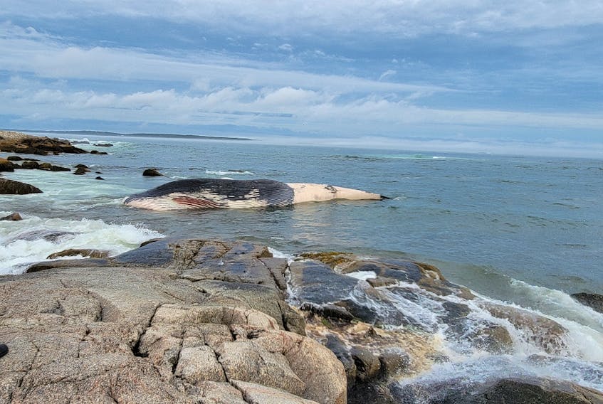A dead blue whale was found on Crystal Crescent beach, one of Nova Scotia's most popular beaches last week. 