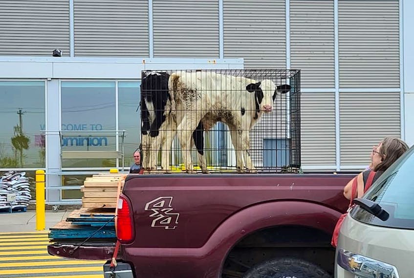 Calves in what appears to be a large dog kennel caused concern among many passersby when seen at a local grocery store parking lot earlier this week. Contributed