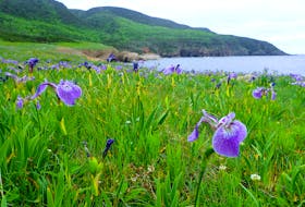 Lowland Cove, near the northern tip of Cape Breton Island, is on the Nova Scotia Nature Trust's urgent list for protection. -- Rich LaPaix photo