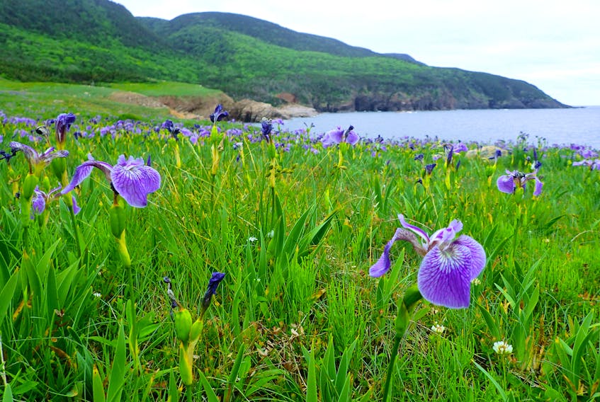 Lowland Cove, near the northern tip of Cape Breton Island, is on the Nova Scotia Nature Trust's urgent list for protection. -- Rich LaPaix photo