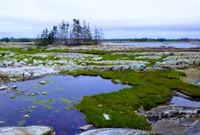 Nova Scotia Nature Trust has protected Middle Island, a property located off Cherry Hill beach, near Port Medway, in Queens County. The island is a bird highway, essential to feeding, resting, and breeding for many migratory birds.