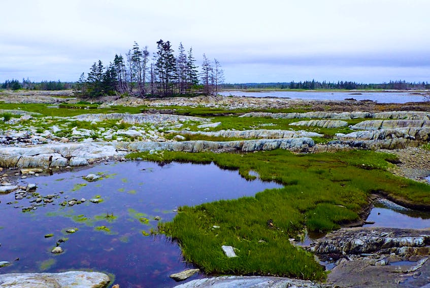 Nova Scotia Nature Trust has protected Middle Island, a property located off Cherry Hill beach, near Port Medway, in Queens County. The island is a bird highway, essential to feeding, resting, and breeding for many migratory birds.