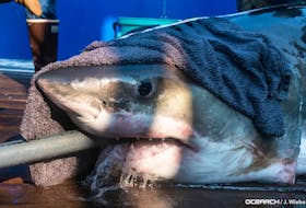 Sept. 17 2021 - Great white shark Hali was tagged off West Ironbound Island on Sunday. - OCEARCH