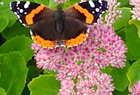When hurricane Larry made landfall on the west side of the Avalon on Sept. 11, many things were blown around.  Once the storm cleared, Don Simms found this lovely butterfly resting on a sedum in his yard in Mount Pearl, N.L. I wasn't sure what kind of butterfly it was, so I looked it up.  Here's what I found.  This beauty is a Vanessa Atalanta or red admiral: a medium-sized butterfly with black wings, reddish bands, and white spots.